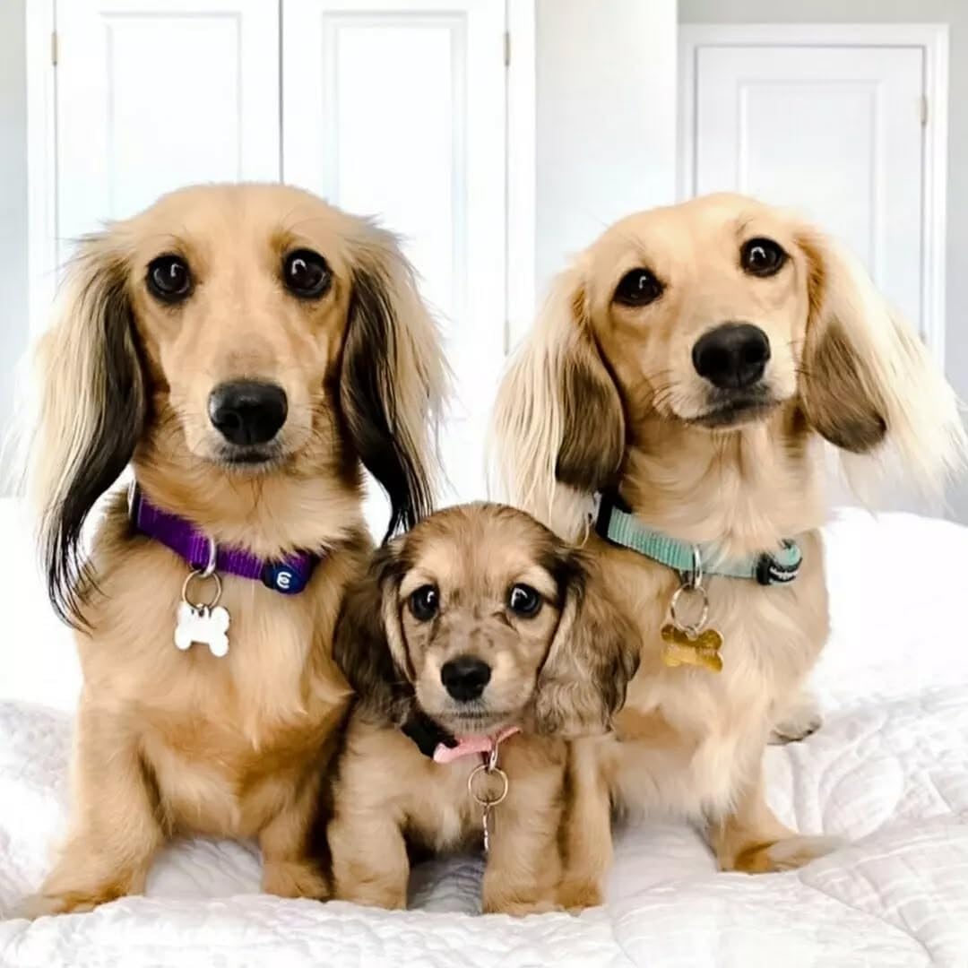 Blueberry Pet Essentials Matching Large Dog Collar | Adjustable Classic Solid Color Nylon Dog Collars for Large Dogs | Violet Dog Collar for Large Dogs