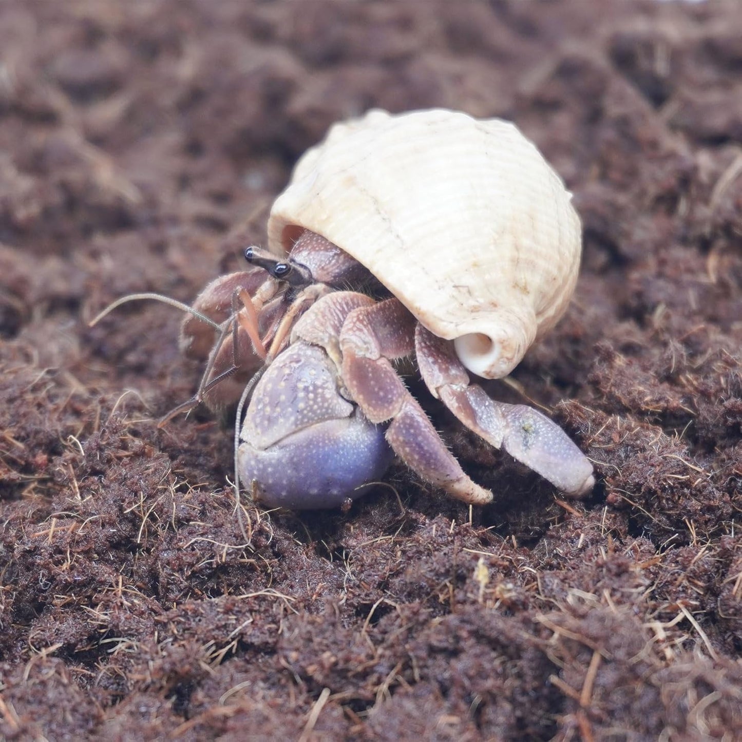 15oz Coco Coir Brick for Hermit Crab, Great Coconut Fiber for Sand Blends, Hermit Crab Accessories