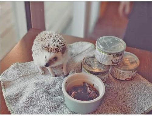 Canned Superworms (1.2 oz.) - Healthy High Protein Insect Treat - Hedgehogs, Sugar Gliders, Reptiles, Wild Birds, Chickens, Lizards, Bearded Dragons, Skunks, Opossums, Fish, Amphibians, Turtles