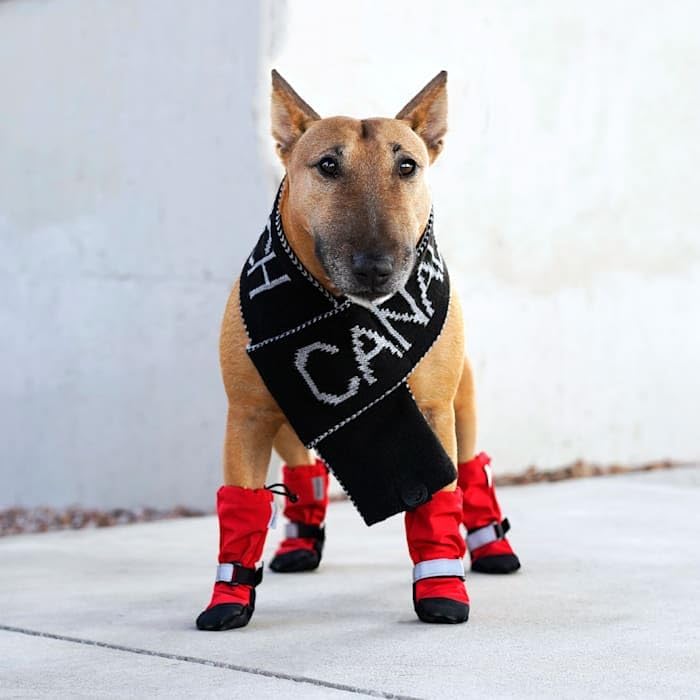 Canada Pooch Dog Winter Boots - Paw Protection, Anti-Slip Dog Shoes with Reflective Strap, Easy On for Small Medium Large Dog Booties - Red, Size 1