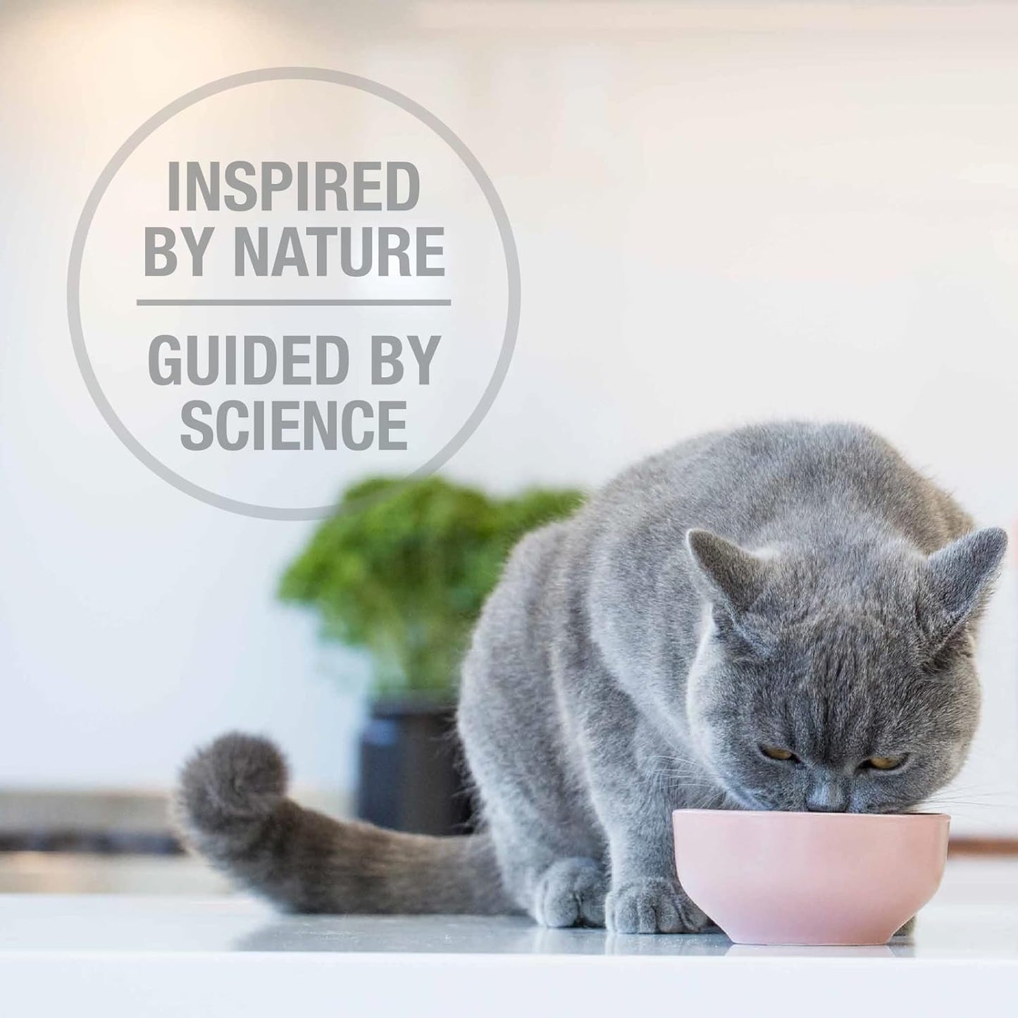 Feline Natural High Protein Dry Cat Food, Freeze-Dried Diet with 98% Meat, Organs & Seafood, No Peas, Grains, or Artificial Additives, Made in New Zealand, Beef & Hoki, 11oz