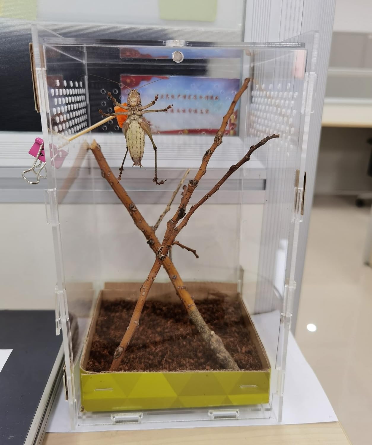 Magnetic Acrylic Case, micro habitat small Tarantula Enclosure enclosure for arboreal Tarantula Scorpion Sling Lizards Mantis Snake Gecko jumping spider snail Insect Isopods (4.7*4.7*7.8 inch)