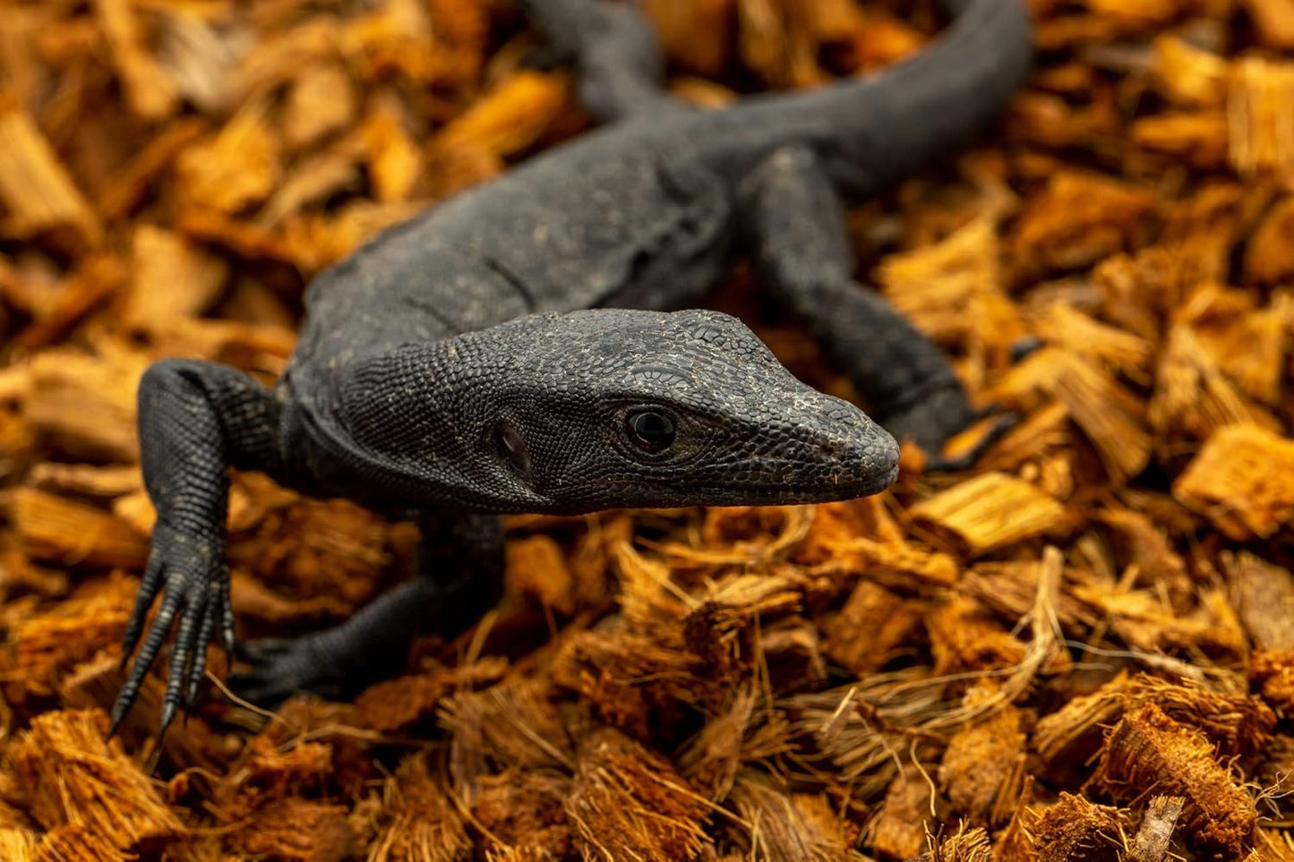 ReptiChip Reptile Substrate Coconut Chip Bedding 72 Quart Compressed Organic Coco Husk Block for Snake Habitat, Ball Python Terrarium, Turtle Tanks, Tortoise Enclosure (3 Pk)