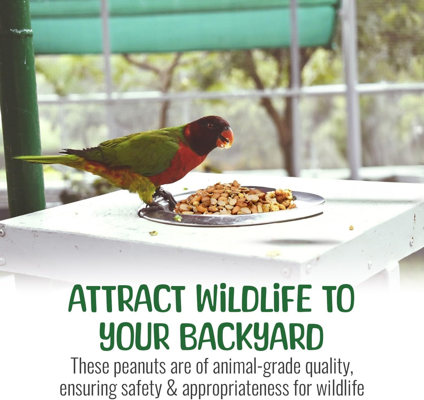 Premium Quality Raw Out of Shell Peanuts - 5 Pounds - Shelled Peanuts for Birds – Wildlife Quality - Food for Squirrels, Deer, Birds, and Other Wildlife Animals – Grown in The USA