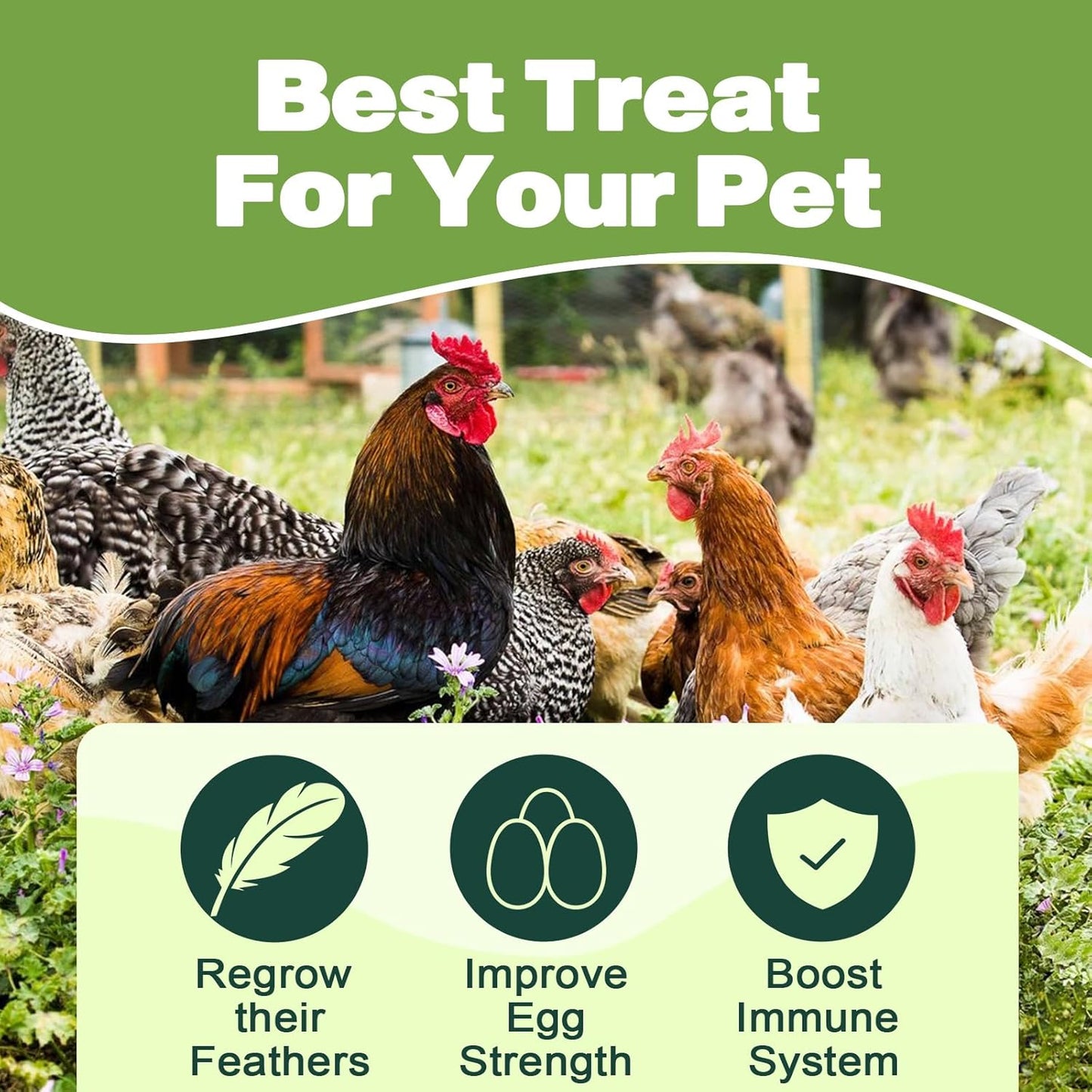 22LB Dried Black Soldier Fly Larvae, 2 Pack of 11 LBS, 86X Calcium Than Dried Mealworms, High Protein Non-GMO Organic Chicken Feed