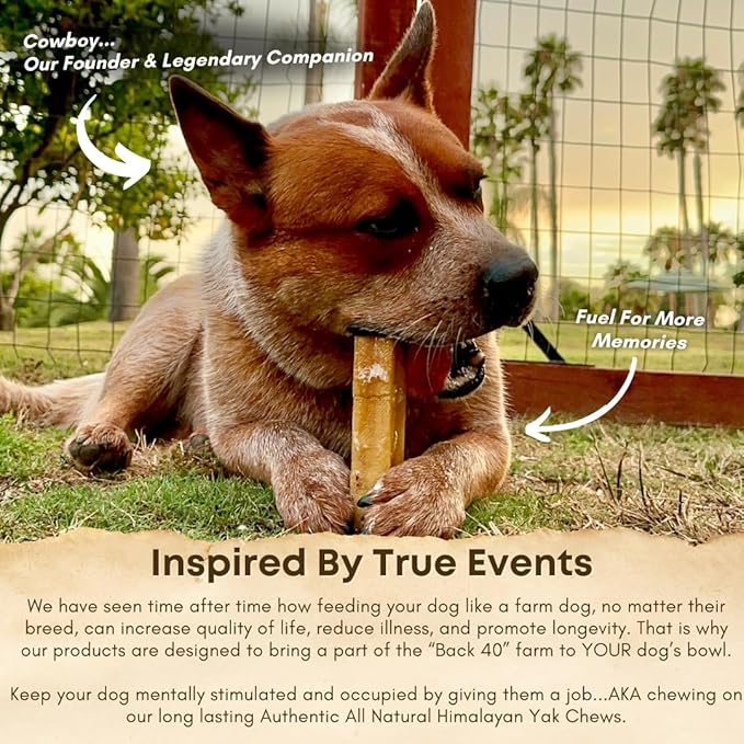 Yak Cheese Himalayan Dog Chews – Long-Lasting Natural Chews for Aggressive Chewers – 2-Ingredient, High Protein, Odorless, Dental Health Treats for Dogs (Large, 12 Pack)