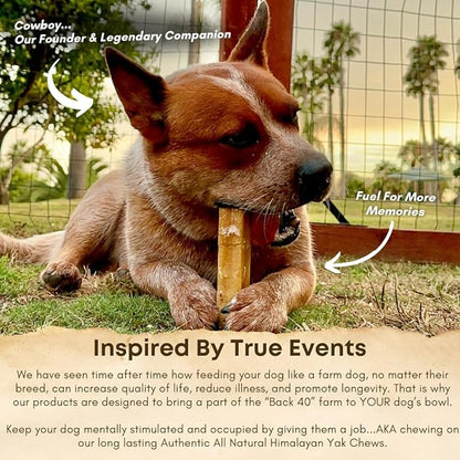 Yak Cheese Himalayan Dog Chews – Long-Lasting Natural Chews for Aggressive Chewers – 2-Ingredient, High Protein, Odorless, Dental Health Treats for Dogs (Large, 12 Pack)