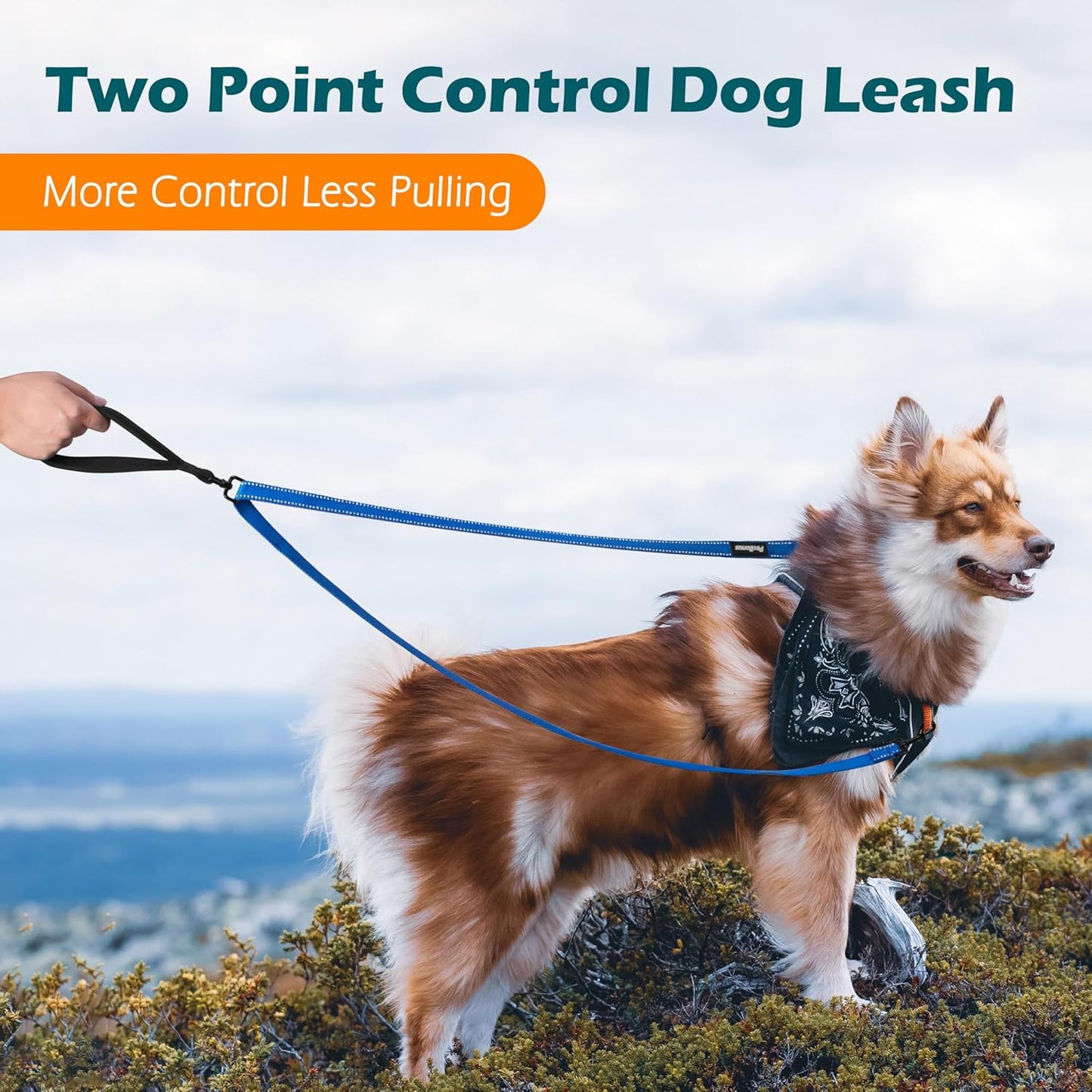 PetBonus Two Point Control Dog Leash, Works with No Pull Harnesses, No Tangle Dog Training Leashes, No Pull Padded and Reflective Walking Lead, Converts to Single Leash for Medium Large Dogs (Blue)