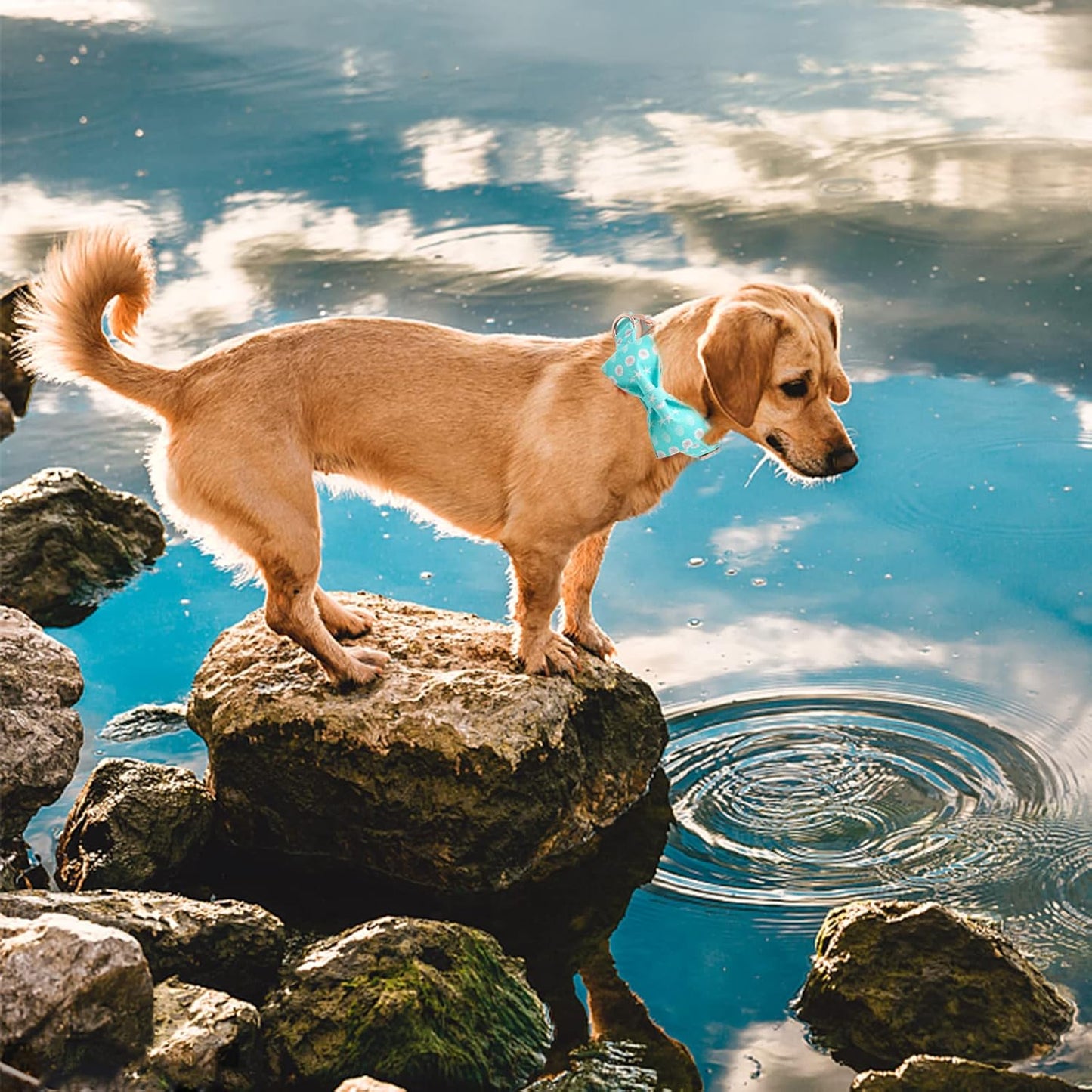 Elegant Little Tail Summer Dog Collar with Bow, Cute Bowtie for X-Small Puppy and Cat