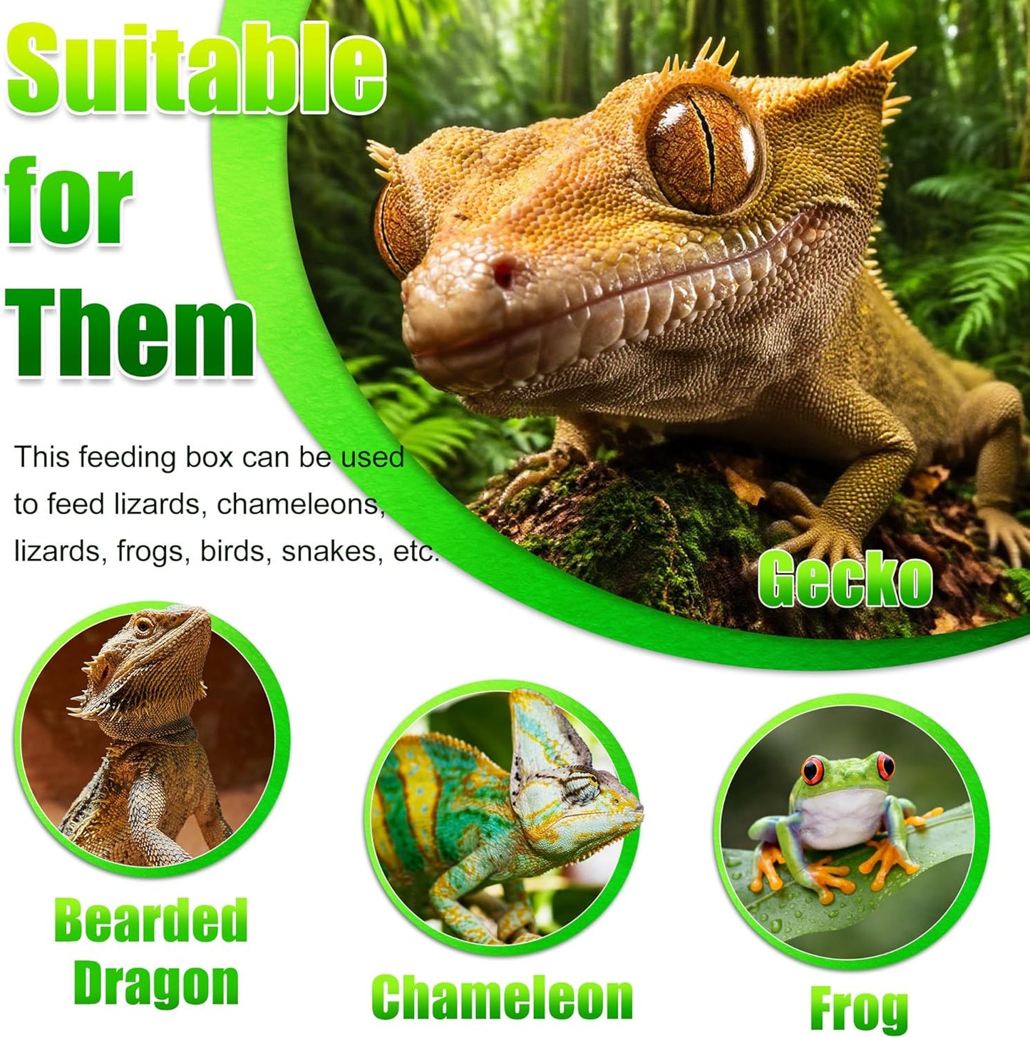 Reptile Anti-Escape Feeding Bowl, Wall-Mounted Feeder for Reptile, Stimulate Hunting Accessories for Terrarium, Vivarium and Paludarium, Suitable for Lizard, Gecko & Frog, Small