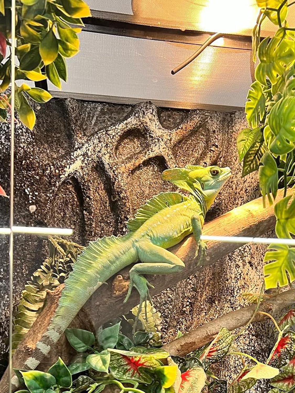 Heat Lamp Bulb, 80 Watt Full Spectrum UVA UVB Reptile Heat Bulb, Basking Spot Light, Simulate Natural Sun Light for Reptile and Amphibian