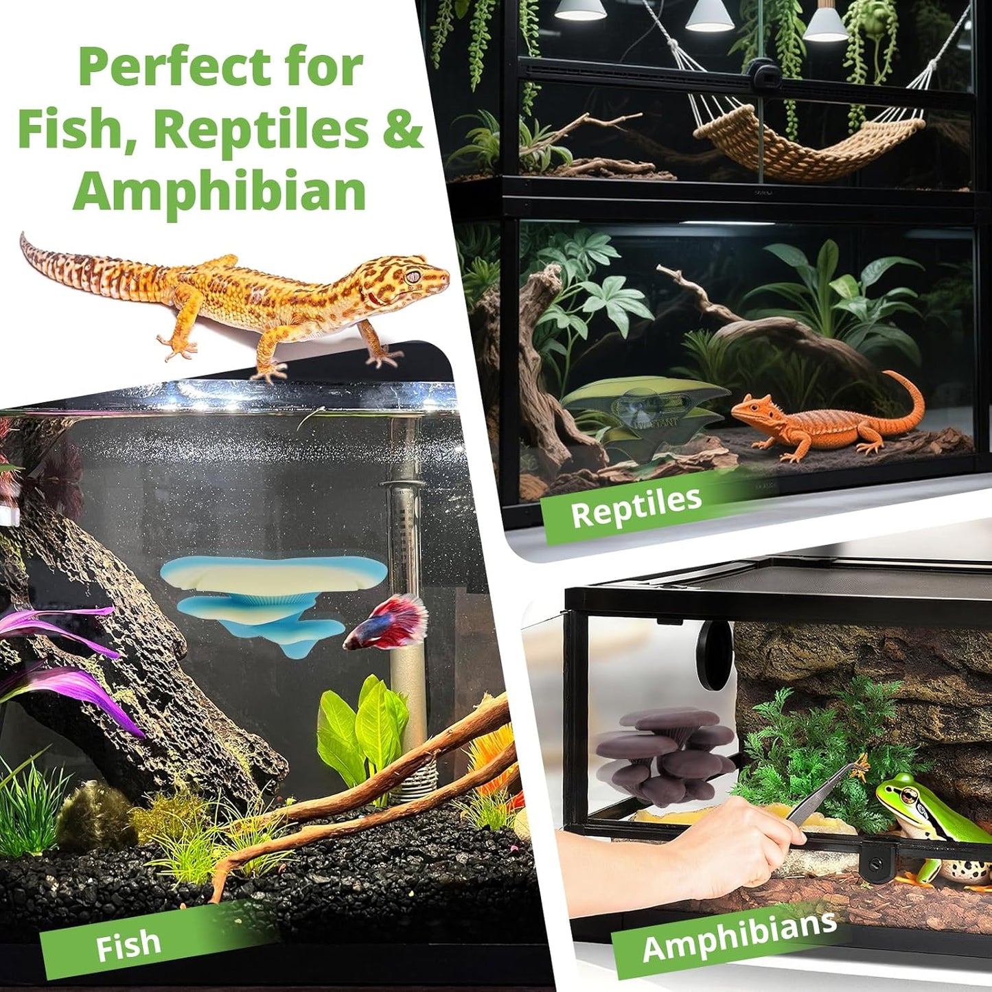 Mushroom Decor for Reptile Tank, Fish Tank, Pet-Safe Bearded Dragon Tank Accessories, Realistic Terrarium Plants for Leopard Geckos, Crested Geckos, Tree Frogs, Snakes (Almond, Cluster Cap)