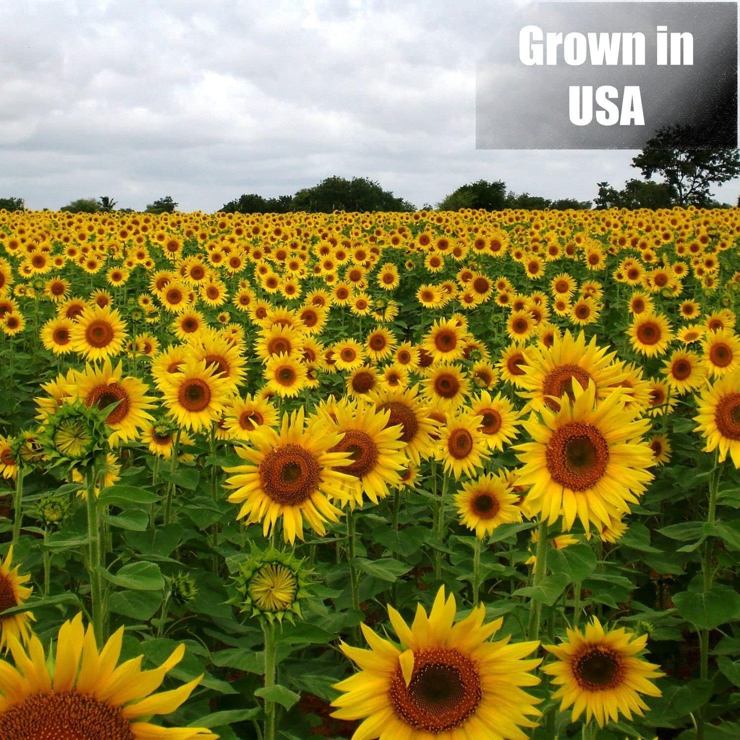 Wildlife Black Oil Sunflower Seeds for Birds and Wildlife, Non-GMO & USA Grown on Small Farms (25 lbs)