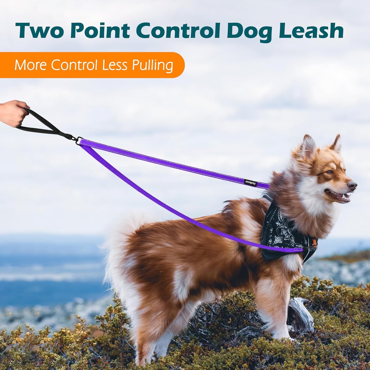 PetBonus Two Point Control Dog Leash, Works with No Pull Harnesses, No Tangle Dog Training Leashes, No Pull Padded and Reflective Walking Lead, Converts to Single Leash for Medium Large Dogs (Purple)